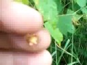 Wild Edibles : Raspberries vs Blackberries Wild Edibles : Raspberries vs Blackberries