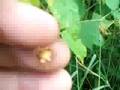 Wild Edibles : Raspberries vs Blackberries