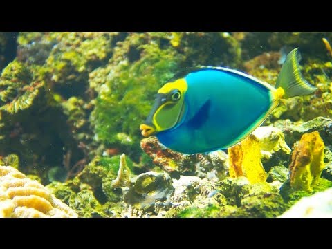 CyberLink ColorDirector - Changing the Color of a Moving Object with Selection Mask and Keyframes