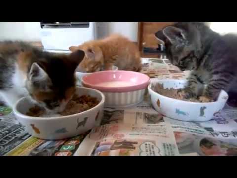 Kitten falls asleep while eating