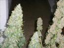 Mi �ltima cosecha de Marihuana