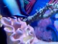 Finding Nemo