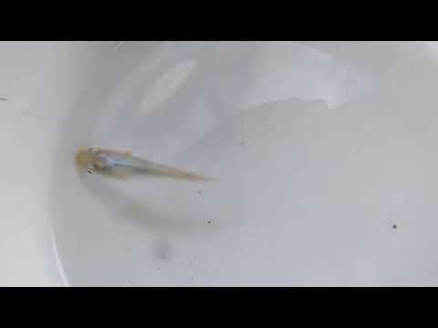 YouTube Preview Image