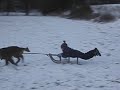 Hunde vor dem Schlitten Hunde vor dem Schlitten
