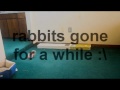 My bunnies (thanks to my son). Warning: it's kinda boring http://t.co/vCxZxGXm