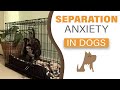 title="Dog
