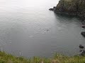 Walrus of Round Island