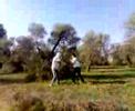 los materos peleita los materos peleita