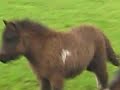 Chara en Fancy, hophophop in galop Chara en Fancy, hophophop in galop