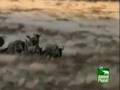 Tigers-Ambush-Prey