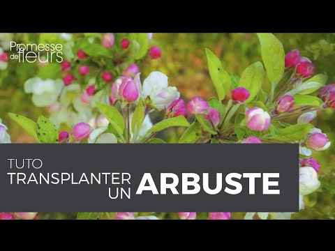 how to transplant gunnera