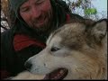 Breed All About It - Alaskan Malamute
