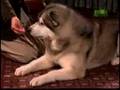 Breed All About It - Alaskan Malamute