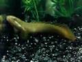 (Polypterus senegalus) peixinho muito mau