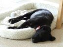 Puppy Culann!