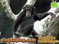 creazy-monkey-scimmia-pazza-divertente.html