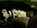 Pug Fighting Pug Fighting