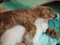 FUNNY DOGS 2