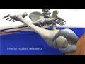 yoga anatomy - Joint Reaction Forces in Padmasana (Lotus Pose)