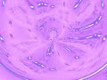 Sinestesia - EUFORIA