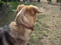 ari rom lia spelen