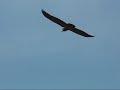 Watch 'YouTube - Vautour fauve light'