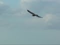 Vautour fauve radio commandé