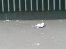 bird of prey