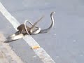 Mongoose vs snake fight on Road most shocking video
