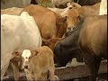 Suplemento Mineral para reprodução de bovinos