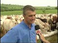 Suplemento Mineral para reprodução de bovinos
