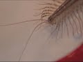 This creepy crawler was waiting for us in the shower one cold winter morning so we put him in our bug jar.The house centipede, Scutigera coleoptrata is originally endemic to the Mediterranean region, the species has spread to other parts of the world, where it usually lives in human homes. In Japan, these creatures are referred to as gejigeji [3] and enjoy a level of popularity. They can often be seen for sale in pet stores. House centipedes feed on spiders, bedbugs, termites, cockroaches, silverfish, ants and other household pests. They kill their prey by injecting venom through their fangs. Because they eat household pests, house centipedes are considered among the most beneficial creatures that inhabit human dwellings, but because of their alarming appearance, frightening speed, and painful bite, few homeowners are willing to share a home with them. Most house centipedes are incapable of penetrating human skin. Those that can, give an effect no worse than a minor bee sting.[2] However, the bite can cause health problems for those few who are allergic to the mild venom of its bite. In the case of an allergic reaction, an extremely painful, swollen lump may appear; such a lump may last a long time, even permanently