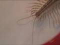 Bug Jar - House Centipede grooming