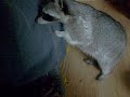stupid racoons