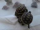 The Tortoise Pile