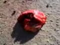 Click here to watch this video Acidente fatal