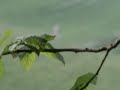 Click here to watch this video West Sussex Bigfoot shocking sighting!!!!