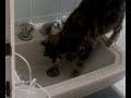 Il mio Gatto Amore è Un po\ Il mio Gatto Amore è Un po\