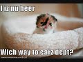 funny lolcats and loldogs funny lolcats and loldogs