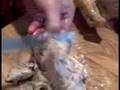 How to Carve a Turkey