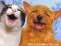 si un perro fuera tu maestro
