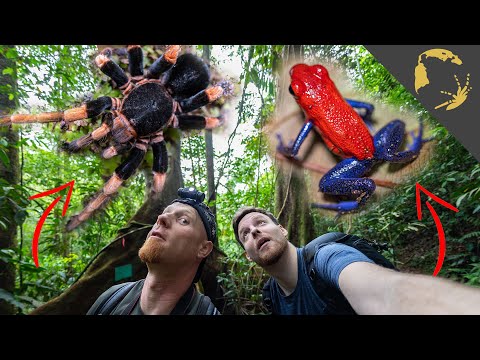 YouTube reptile video