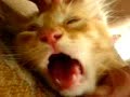 YouTubeサムネイル[tS5s8z3OYeM] - 3枚目