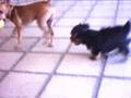 Ruley com 2 meses