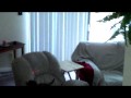 videos de GinGin Doggy