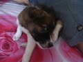 jumong