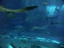 ???????? (Okinawa Churaumi Aquarium)