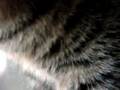Cat does not want the camera watching