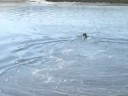 Dogs having fun