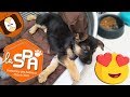 The Best 9 Refuge Chien A Adopter Gratuit